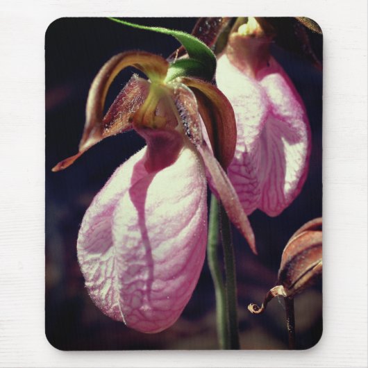 Tapis De Souris Fleurs d'orchidées rose Lady Slipper (Devant)
