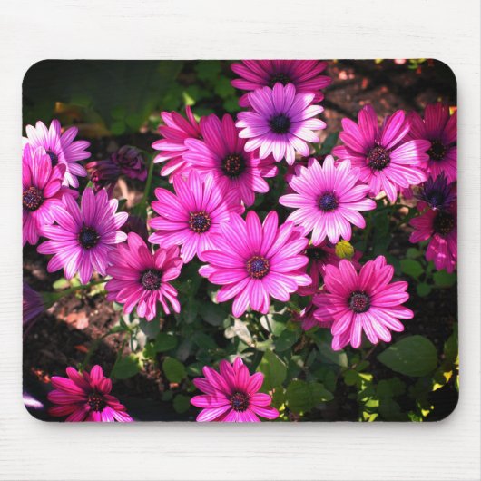 Tapis De Souris Fleurs marguerites violettes africaines (Devant)