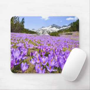 Tapis De Souris Fleurs   Parc de montagne de Crocus Pirin Bulgarie