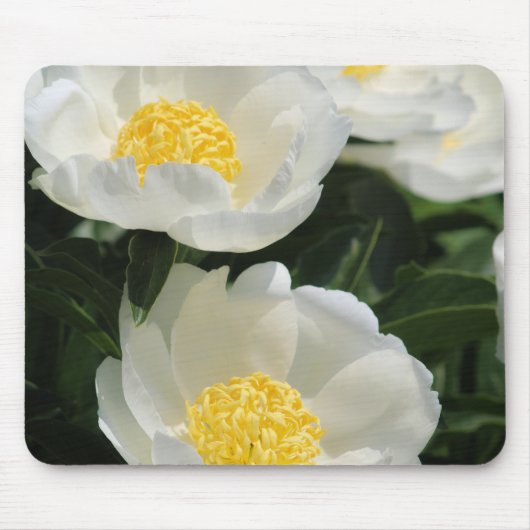 Tapis De Souris Fleurs, pivoines (Devant)