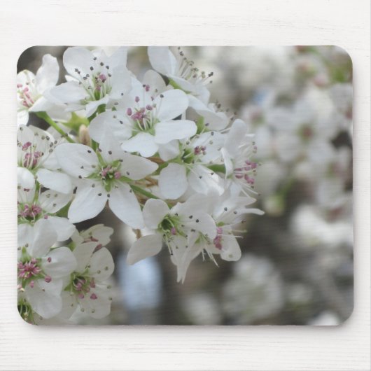 Tapis De Souris Flower Pear Tree Bloom (Devant)