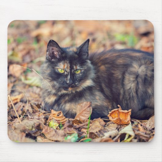 Tapis De Souris Fluffy Tortoiseshell Kitty à l'automne (Devant)