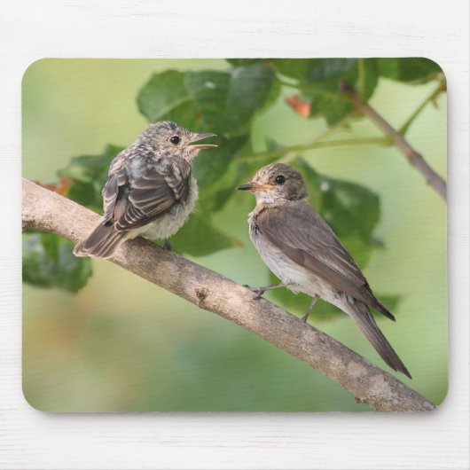 TAPIS DE SOURIS FLYCATCHER (Devant)