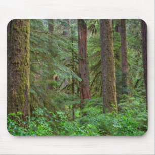 Tapis De Souris Forêt nationale de Willamette   Oregon