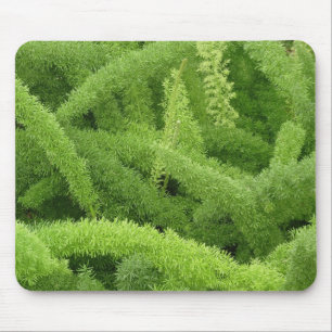 Tapis De Souris Fougère queue de renard, Asparagus densiflorus mye