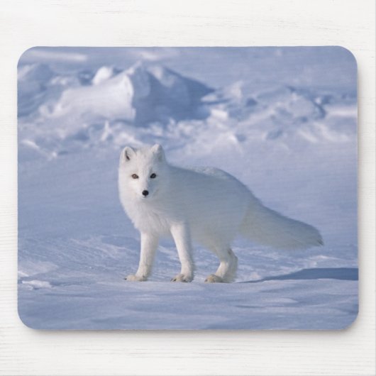 Tapis De Souris Fox arctique (Devant)