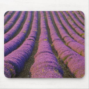 Tapis De Souris France, région Provence. Rangées ordonnées de