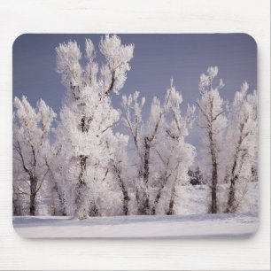 Tapis De Souris Frost a couvert les arbres et la barrière, le