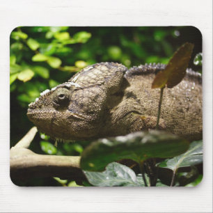 Tapis De Souris Furcifer oustaleti