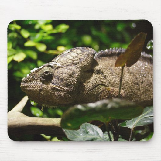 Tapis De Souris Furcifer oustaleti (Devant)