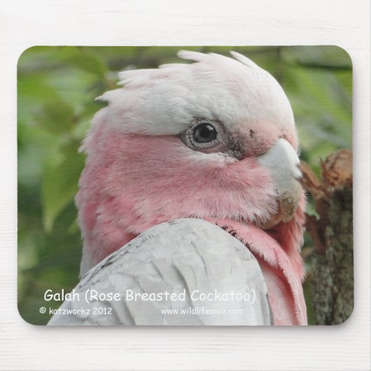 Tapis De Souris Galah (cacatoès rose de Breasted) (Devant)