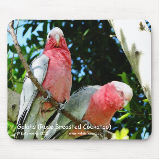 Tapis De Souris Galahs (cacatoès rose de Breasted) (Devant)