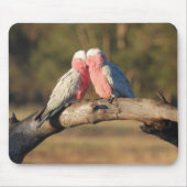Tapis De Souris Galahs roses (Devant)