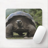 Tapis De Souris Galapagos Giant Tortoises Geochelone (Avec souris)