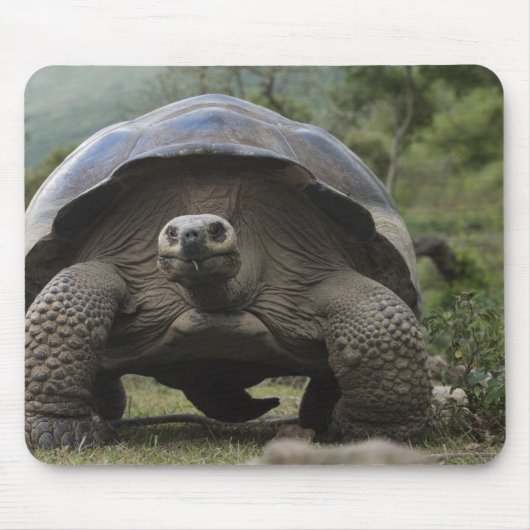 Tapis De Souris Galapagos Giant Tortoises Geochelone (Devant)