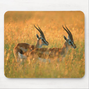 Tapis De Souris Gazelle de Thomson (Gazella Thomsonii) à l'aube