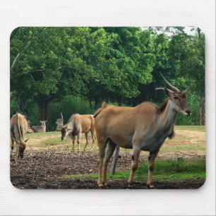 Tapis De Souris Gazelle, zoo d'animaux sauvages,羚.