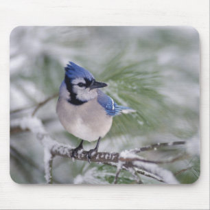 Tapis De Souris Geai bleu, Cyanocitta cristata