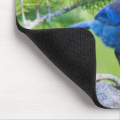Tapis De Souris Geai de Steller (Coin)
