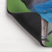 Tapis De Souris Geai de Steller 1 (Coin)