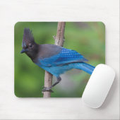 Tapis De Souris Geai de Steller 1 (Avec souris)
