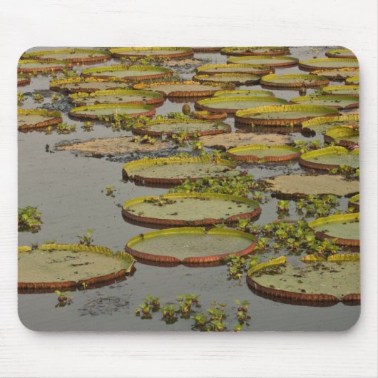 Tapis De Souris Géant ou Victoria Lilies Victoria amazonica, (Devant)