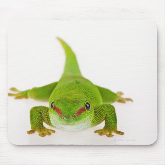 Tapis De Souris Gecko de Madagascar (Phelsuma madagascariensis) (Devant)