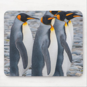 Tapis De Souris Géorgie du Sud. Manchots royaux