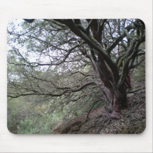 Tapis De Souris Gilroy Hot Springs - arbre de manzanita - mousepad