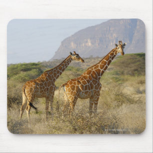 Tapis De Souris Girafe somalienne, girafe réticulée, Giraffa