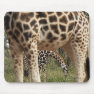 Tapis De Souris Girafes 2