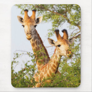 Tapis De Souris Girafes dépassant de la végétation