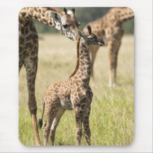 Tapis De Souris Girafes maasaï, Giraffa camelopardalis 2