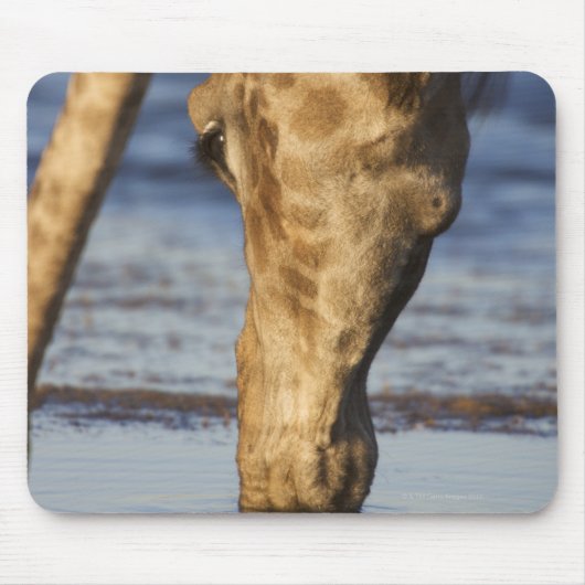 Tapis De Souris Giraffe (Giraffa Camelopardalis) eau potable (Devant)
