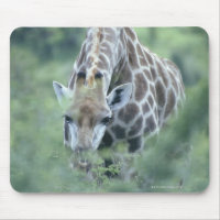 Giraffe (Giraffa camelopardalis) se nourrit de