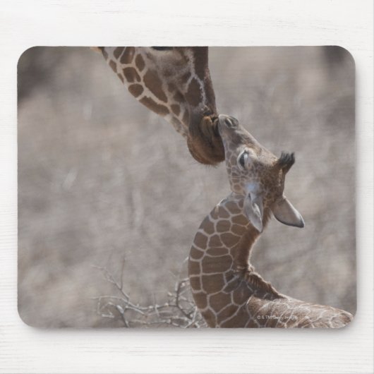 Tapis De Souris Giraffe, Kenya, Afrique (Devant)