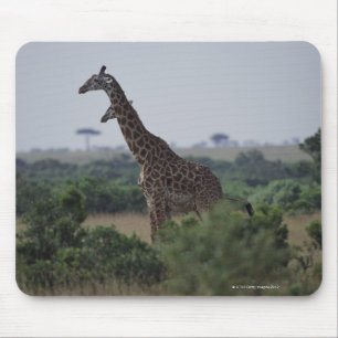 Tapis De Souris Giraffes en Afrique