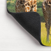 Tapis De Souris Giraffes sur la Savanna, Ouganda (Coin)