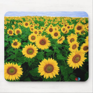 Tapis De Souris Gisement de tournesol