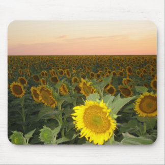 Tapis De Souris Gisement de tournesol