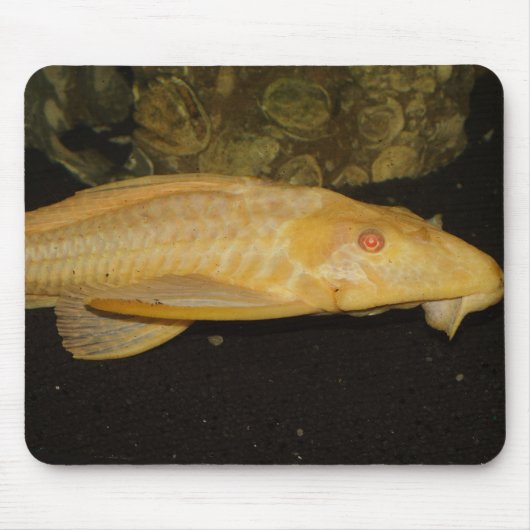 Tapis De Souris Glyptoperichthys gibbiceps (Devant)