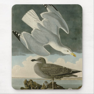 Tapis De Souris Goéland argenté des oiseaux américains de John Aud