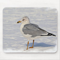 Goéland dans la neige