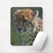 Tapis de souris Golden Cheetah (Avec souris)