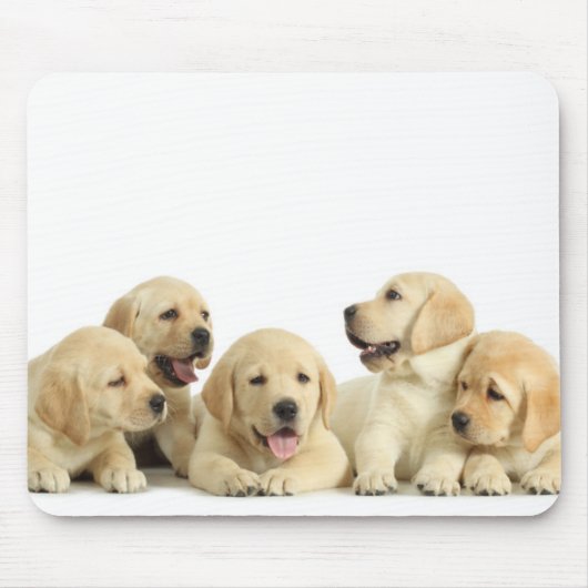 Tapis De Souris Golden Labrador Pupile (Devant)