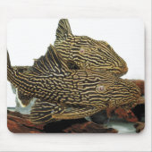 Tapis De Souris Golden Royal Plecoのマウスパッド (Devant)