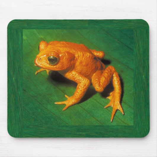 Tapis De Souris Golden Toad Mousepad (Devant)