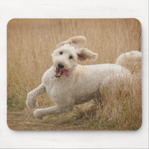 Tapis De Souris Goldendoodle Runs Through Grass