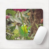 Tapis De Souris Goldfinch (Avec souris)