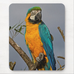 Tapis de souris Goldie Blue